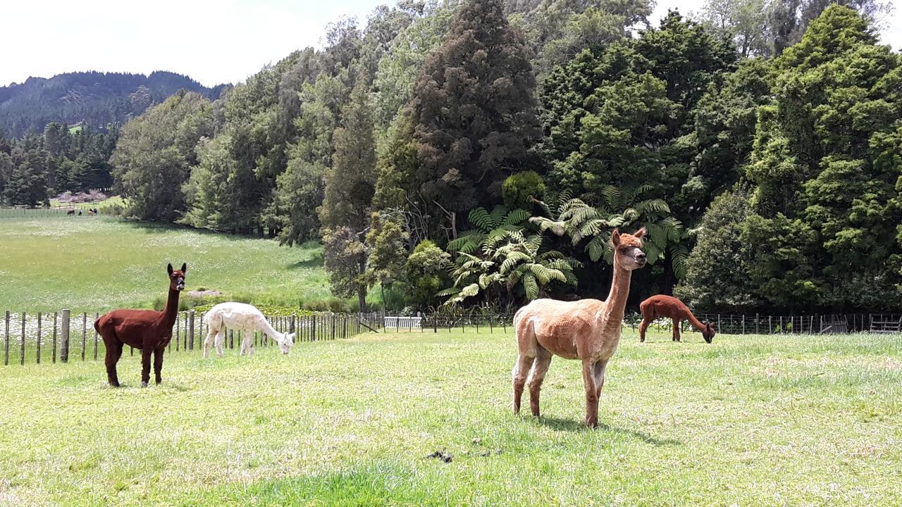 Vinegar hill Bed and Breakfast Kauri Exteriör bild